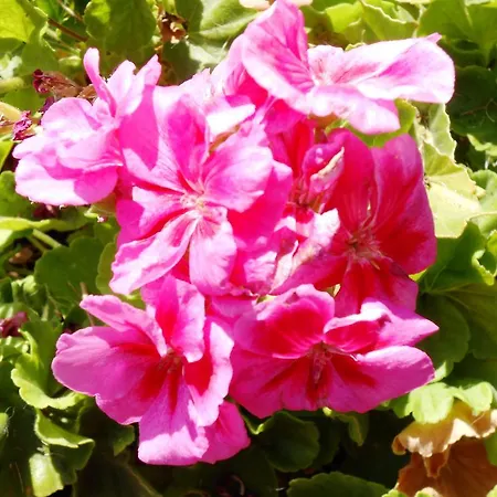 Al Giardino