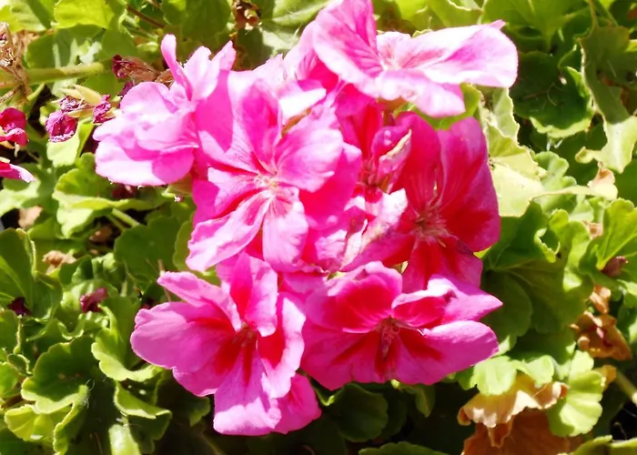 Al Giardino