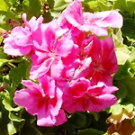Al Giardino